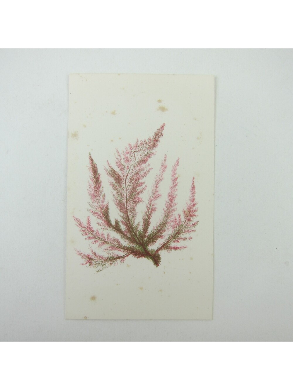Antique Art Print Seaweed Marine Botanical Album Card Red & Green 5